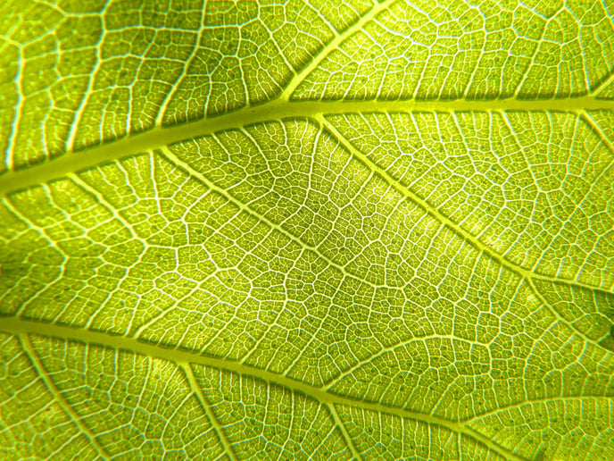 leaf-g3807f9270_1920