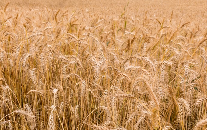 wheat-3